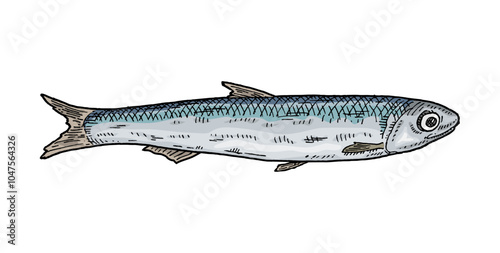 Whole fresh fish anchovy on white background. Vintage vector engraving color illustration. Hand drawn design in a graphic ink style.
