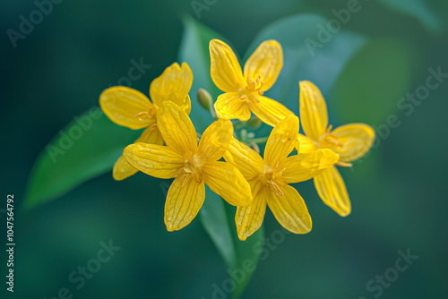 Yellow Trimezia Martinicensis flowers, view from the top. photo