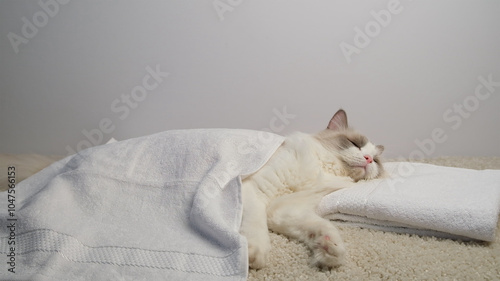 White cat lying on a white towels.