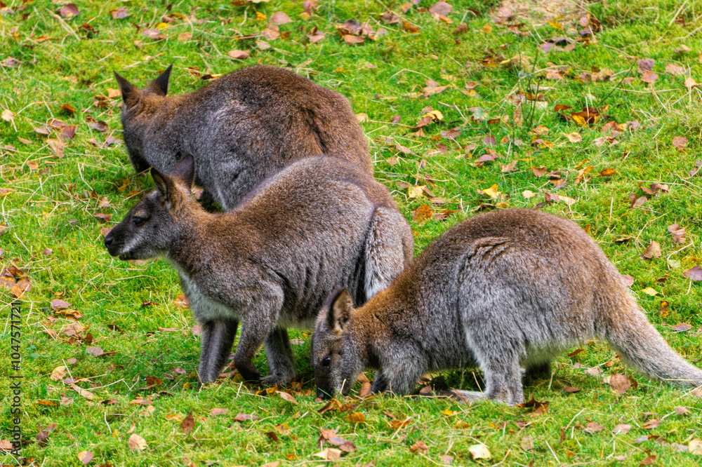 Kangaroo wallaby on a sunny green meadow Kangaroo wallaby on a sunny green meadow