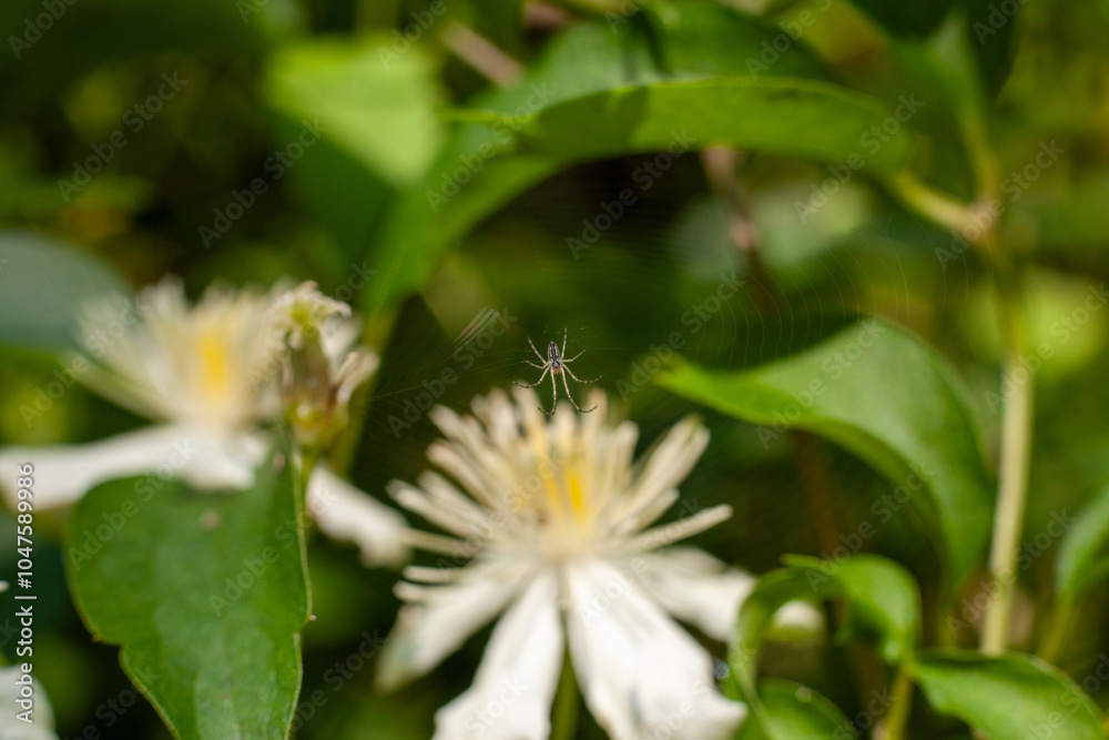 Obraz premium Tiny spider in his position