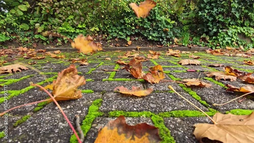 Autumn Leaves Scattered on a Moss-Covered Stone Path in a Quiet Garden
