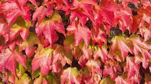 Vibrant Autumn Leaves Display Red and Yellow Hues in a Serene Garden Setting