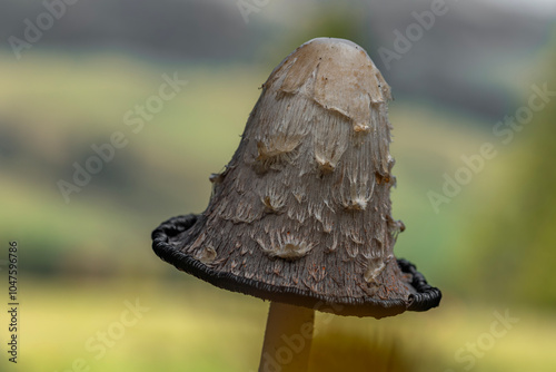 Coprinus mushroom in green grass and autumn leafs in Pieniny mountains photo