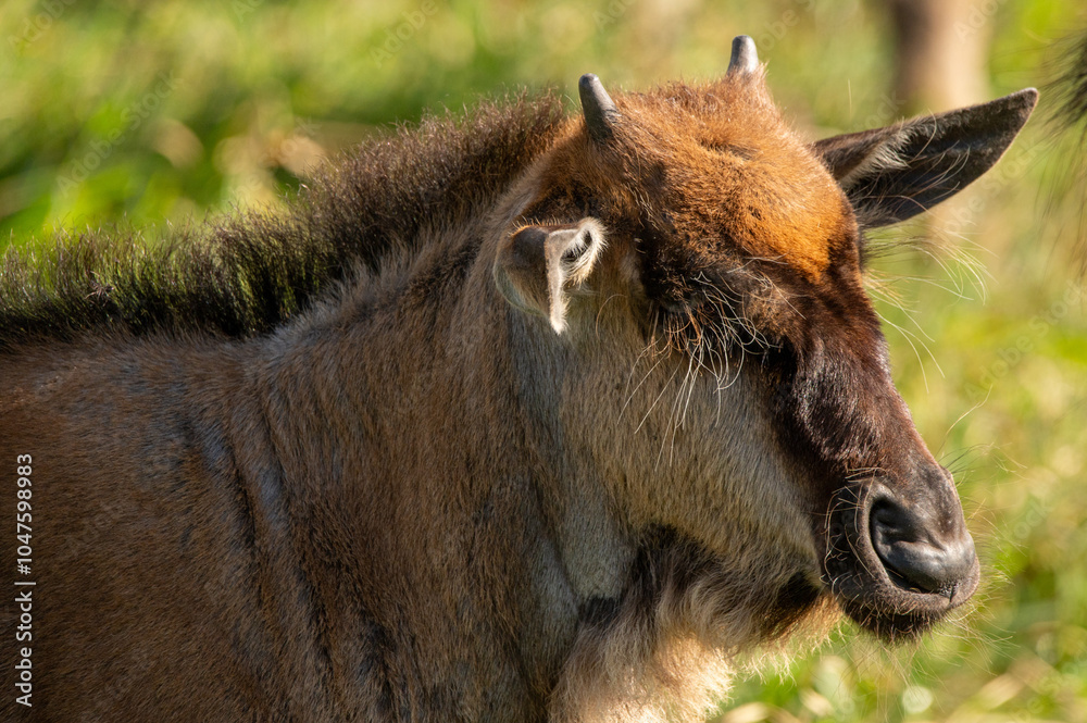 Fototapeta premium close-up of a baby gnu wildebeast in the ngorongoro crater tanzania