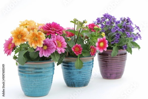 Trio of Floral Beauties on White