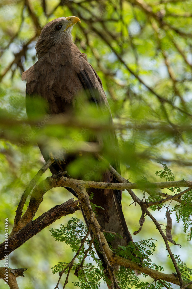 close-up of an eagle sitting in the top of a tree in the ngorongoro crater tanzania close-up of an eagle sitting in the top of a tree in the ngorongoro crater tanzania
