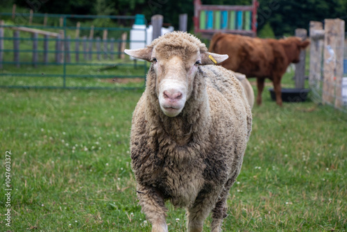 Sheep in a fenced pasture photo