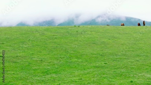 group of free-range horses are grazing on top of green jailoo mountain pasture hill at misty and rainy summer day in Kyrgyzstan photo