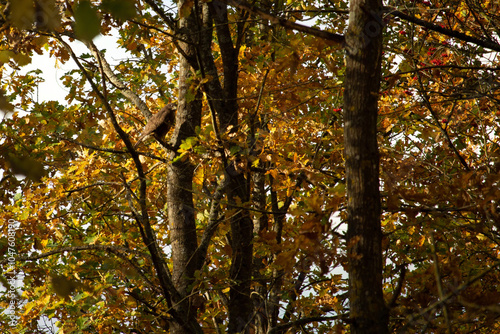 Birds of prey - Common Buzzard (Buteo buteo) photo