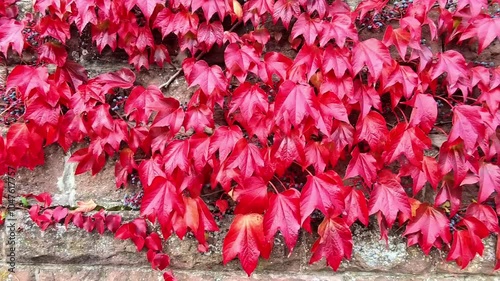 Vibrant Red Ivy Leaves Cascading Over an Old Stone Wall in Autumn