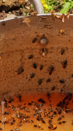 Bees and flies buzzing around, sitting on the edges, and floating in a bucket filled with leftover fermented yellow liquid mash containing residual unfermented sugars after a moonshine distillation photo