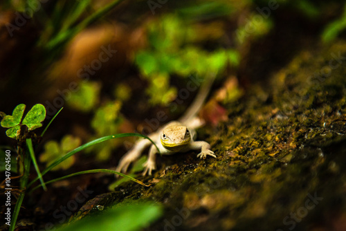 lizard in the bush photo