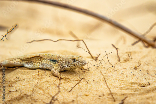 lizard on the sand