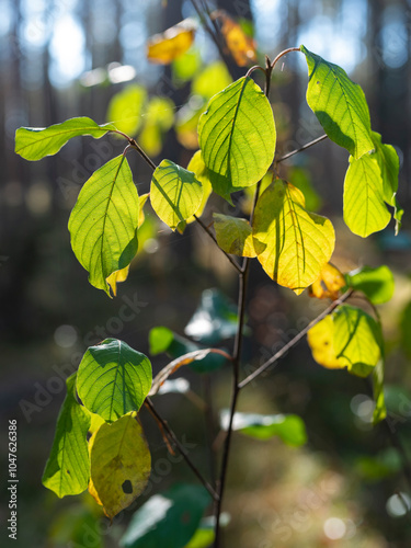 Leaves of the combretum plant against the background of other plants in the forest. Season autumn. photo