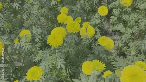marigold flower garden, yellow Flowers in Hinduism of India, 