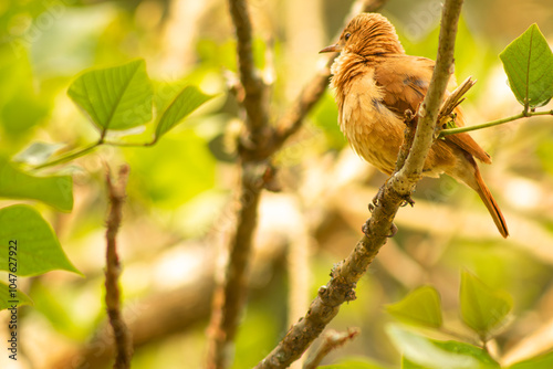 João de barro  pousado em um galho de árvore. Ave típica da fauna brasileira.  photo