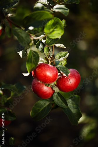 Ripe Red Apples Hanging from a Tree Branch in Sunlight