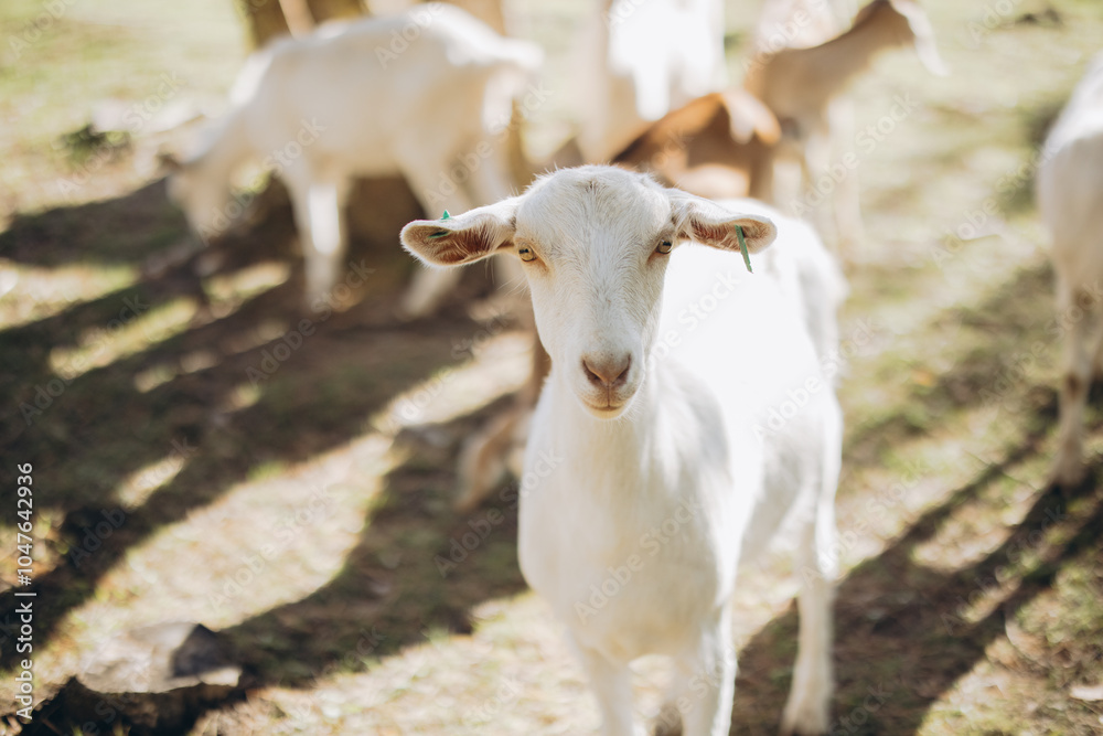 Close-Up Portrait of a White Goat in a Sunlit Pasture Surrounded by Other Goats Close-Up Portrait of a White Goat in a Sunlit Pasture Surrounded by Other Goats