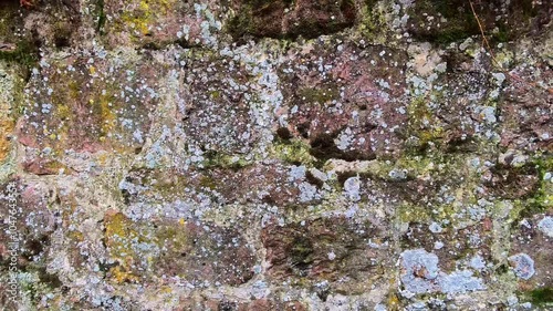 Discover the Intricate Details of a Moss-Covered Stone Wall in Nature