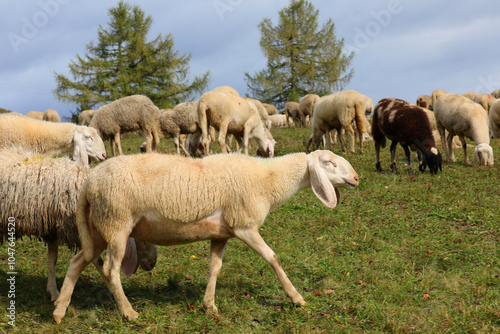 sheep grazing in a meadow among other sheep in autumn during the afternoon photo