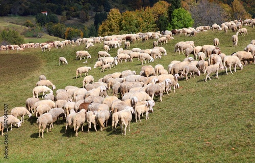 flock of white sheep grazing on the green meadow in autumn on a hil