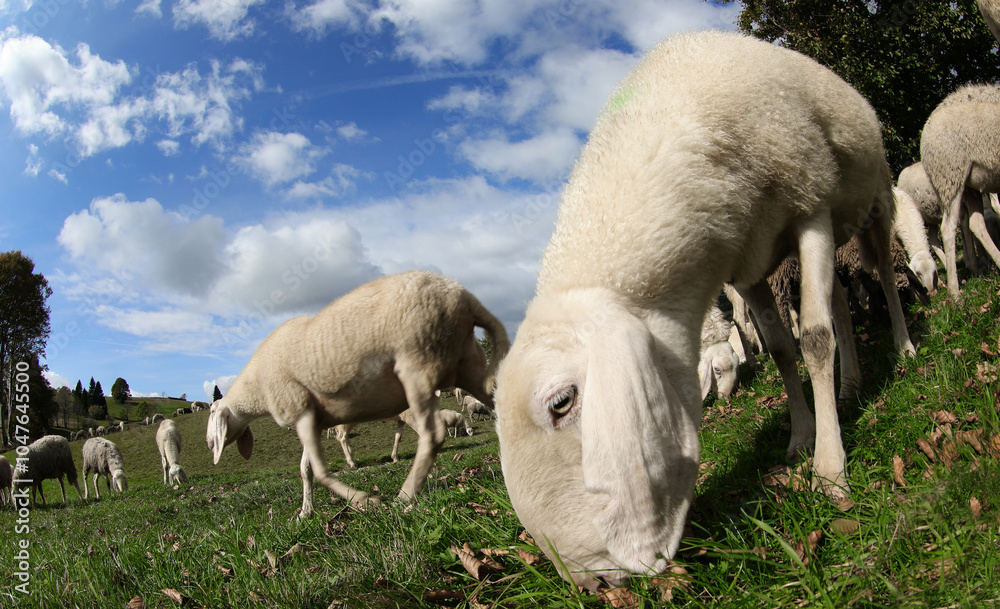 muzzle of white sheep grazing grass photographed with a fisheye lens muzzle of white sheep grazing grass photographed with a fisheye lens