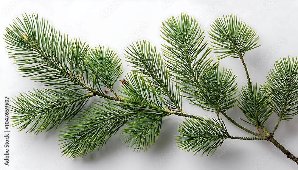 A pine branch is seen against a clear background with no visible shadow during holidays sea_1(66) A pine branch is seen against a clear background with no visible shadow during holidays sea_1(66)