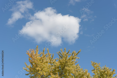 cloud and autumn leaves against blue sky