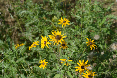 wild rudbeckia hirta in a field by the side of a road photo