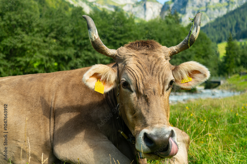 Cow with horns. Cattle, beeves. Cow at meadow. Cows and calves grazing. Grazing cows at green pasture. Countryside landscape and pasture for cows. Cow with horns. Cattle, beeves. Cow at meadow. Cows and calves grazing. Grazing cows at green pasture. Countryside landscape and pasture for cows.