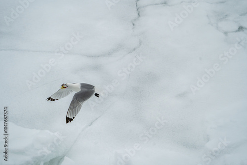 Black-legged kittiwake Catch of the Day, Arctic Svalbard photo