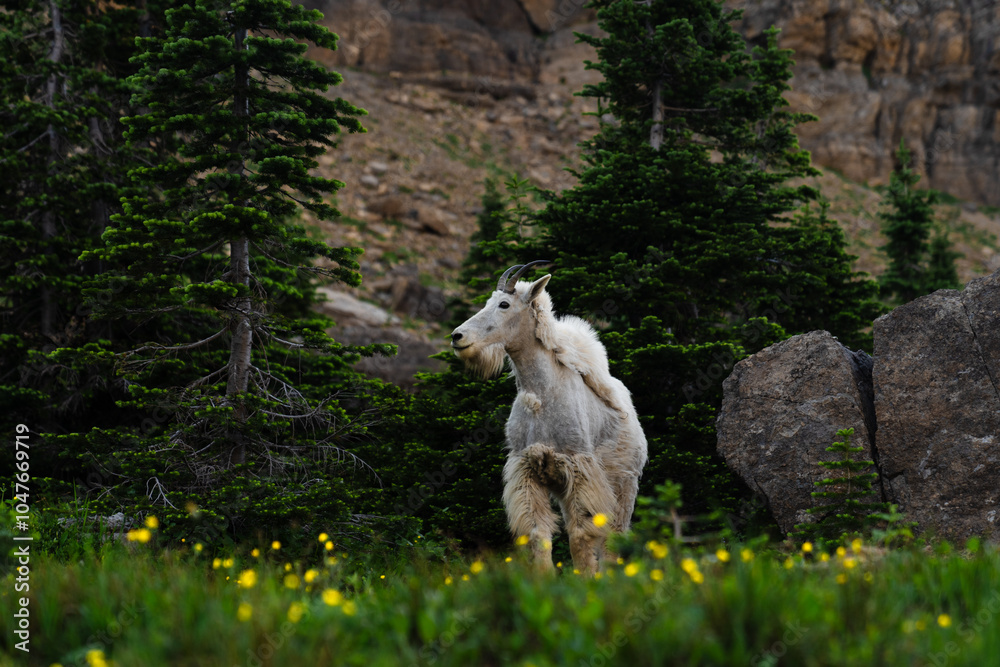 Fototapeta premium Mountain Goat in the Flowers, Glacier National Park, Montana