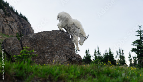 Rock Hopper, Mountain Goat, Glacier National Park, Montana