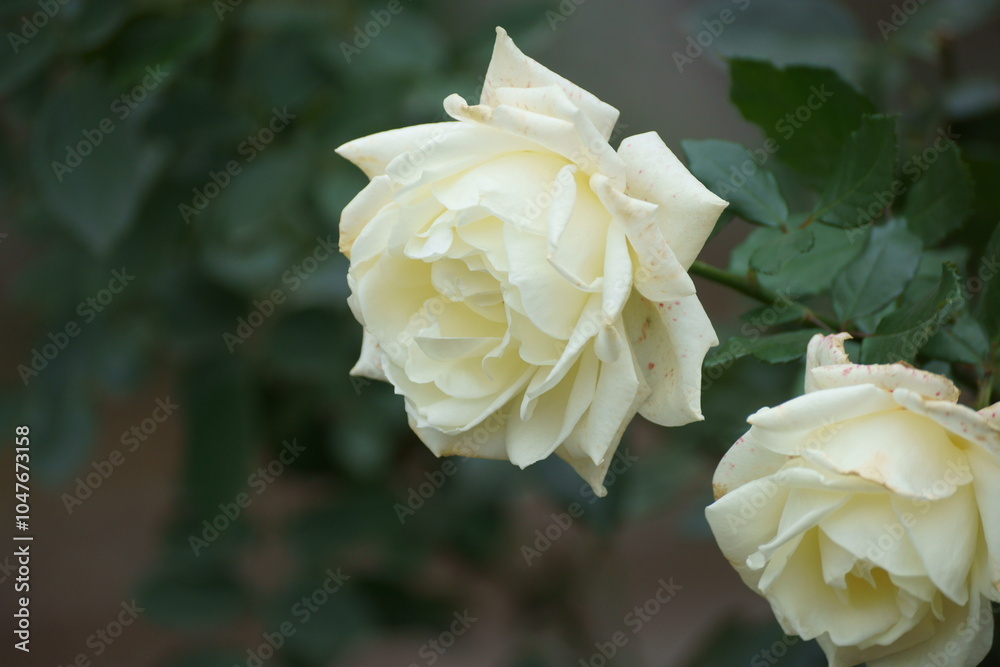 white and yellow rose white and yellow rose
