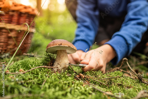 Mushroom picking harvesting, person with basket and knife cutting mushrooms in autumn forest picking season, leisure and self sustainability concept  photo