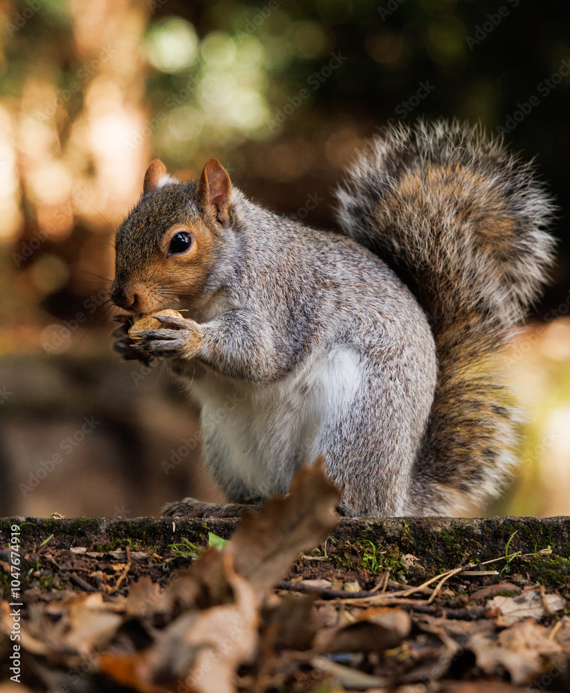 Obraz premium squirrel eating nut