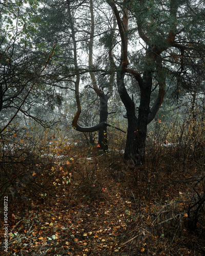 the trunk of a pine tree in a foggy forest
