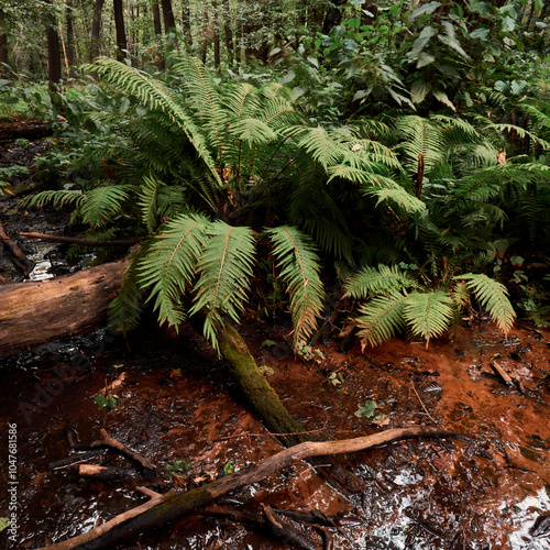 a fallen tree at the edge of the ferns