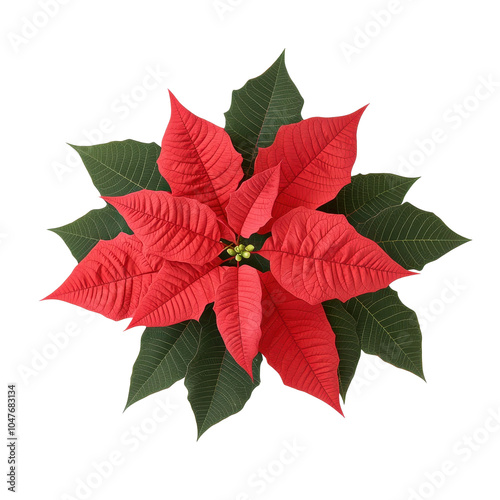 Poinsettia plant with vibrant red leaves and green foliage, isolated on a white background.