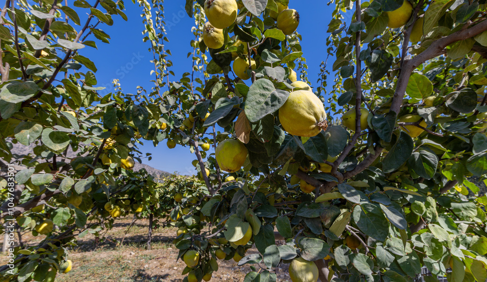 Ripe yellow quince fruits grow in the quince garden during the autumn season. Close-up of many ripe quinces.