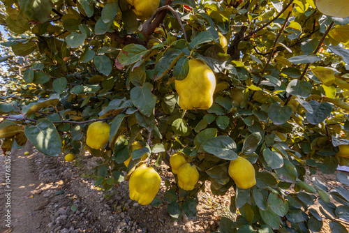 Obraz na płótnie Ripe yellow quince fruits grow in the quince garden during the autumn season. Close-up of many ripe quinces. w salonie