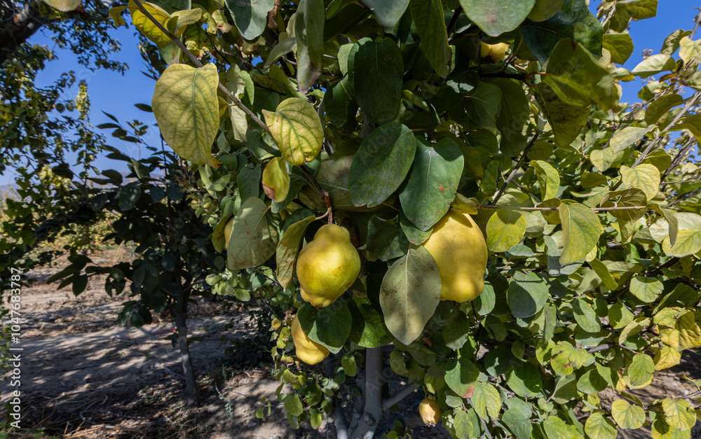 Ripe yellow quince fruits grow in the quince garden during the autumn season. Close-up of many ripe quinces.
