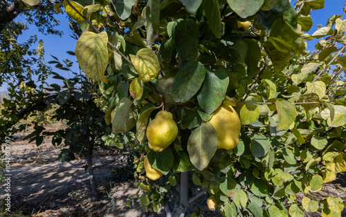Obraz na płótnie Ripe yellow quince fruits grow in the quince garden during the autumn season. Close-up of many ripe quinces. w salonie