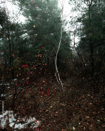 Autumn misty forest. red foliage and birch trunk