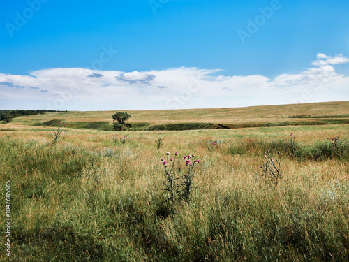 A lonely tree in a weathered field