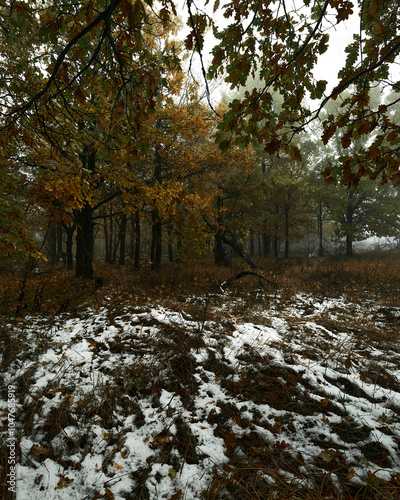 The first snow in the autumn forest in the fog