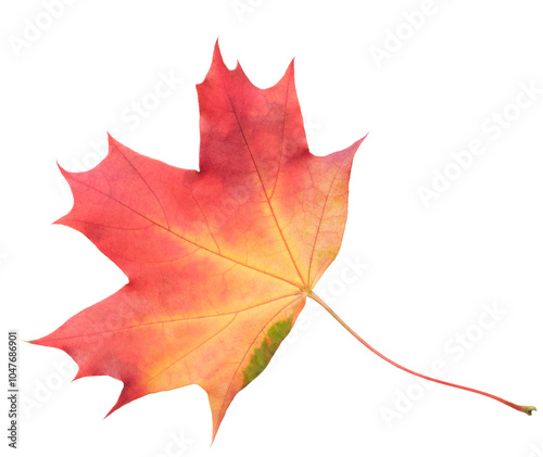 A leaf of a maple tree is shown in full color. The leaf is red and has a slightly brownish tint. The leaf is positioned on a white background, which makes the leaf stand out and appear more vibrant photo