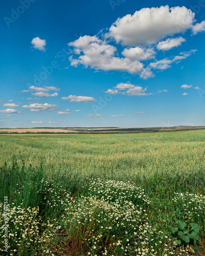 green field and blue sky