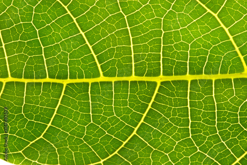 papaya leaf macro